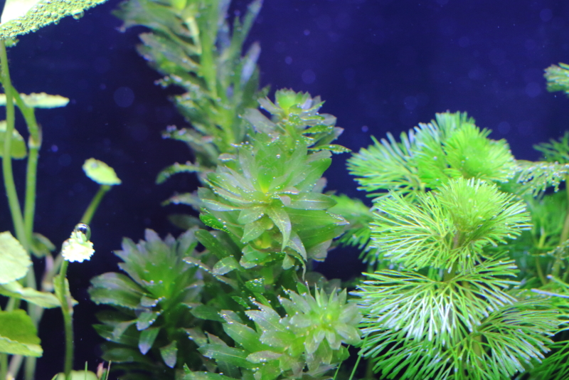 植栽から1日目　アナカリス